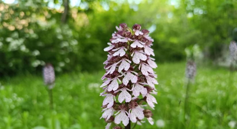 Orchidea – tömegesen a kertben