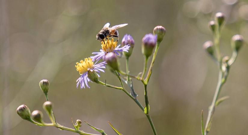 5 irigylésre méltó tulajdonság, amit a méhektől tanulhatunk