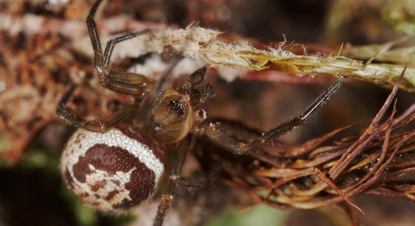 A Hamis özvegy legendája igaz: a méregnél is rosszabb fegyverrel támad egy európai pók