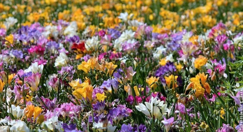 Ezek a gyönyörű virágok nyílnak májusban