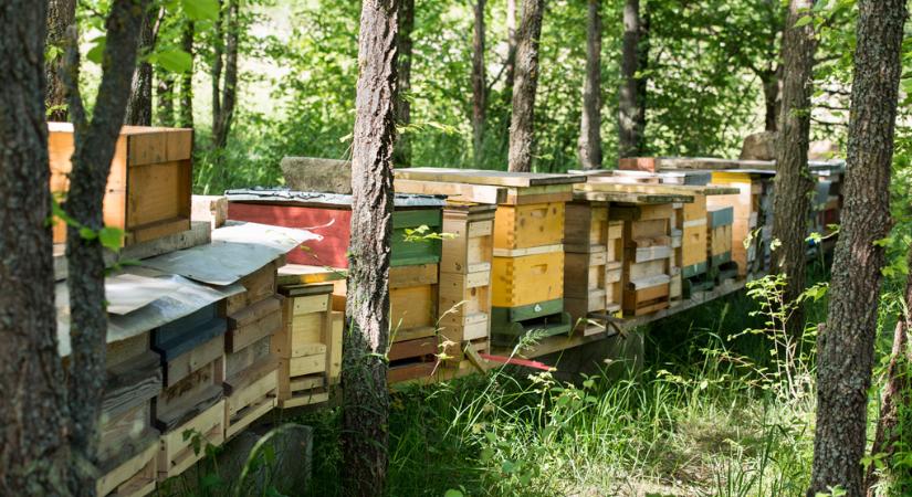 Bécs: Ingyenes társkereső méheknek és virágoknak