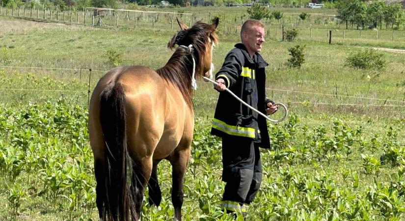 Meglepő látvány: tűzoltók rohantak lovak után Dunakeszin - fotók
