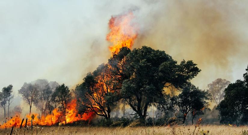 Kigyulladt az erdő Abony határában, tanyákat is fenyegetnek a lángok