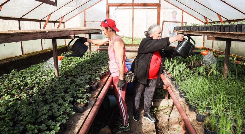 Kunhegyesi asszonyok keze munkájától pompázik a település kertészete