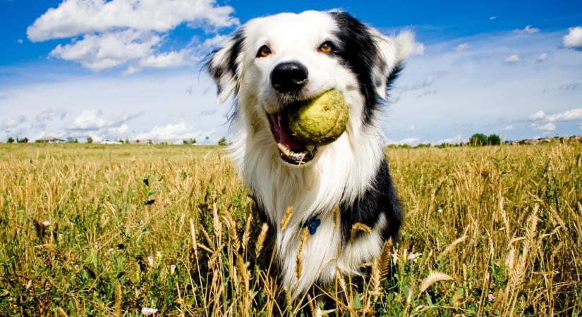 Ezért imádják a kutyák a teniszlabdát