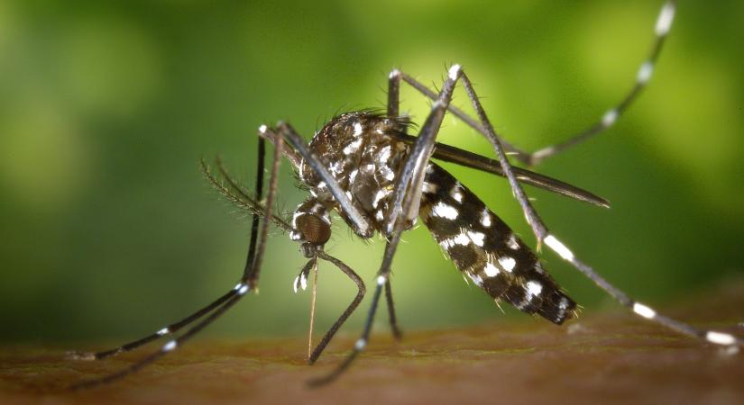 Kétezer hektáron folytatódik a biológiai szúnyogírtás két megyében