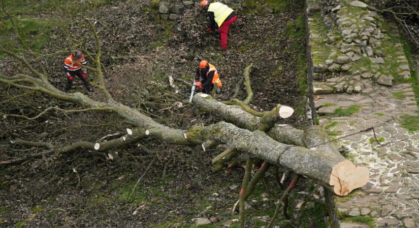 Kivágták a világ egyik leghíresebb fáját, vádat emeltek ellenük