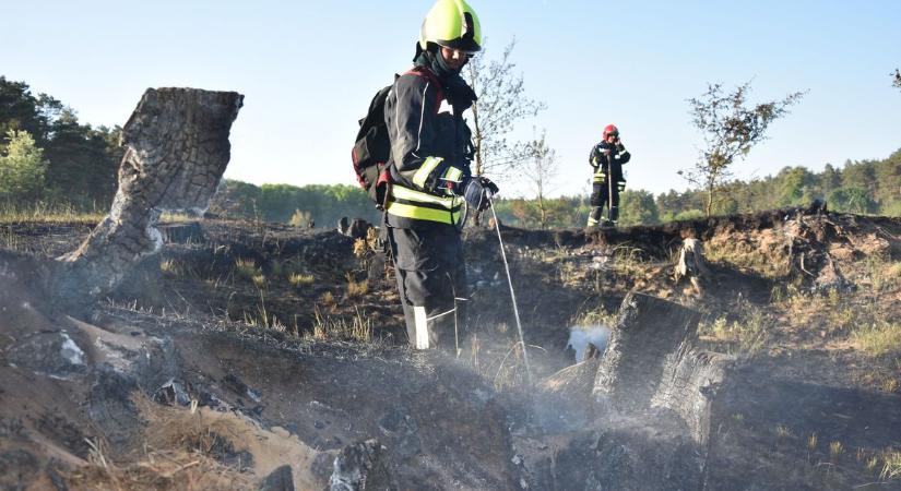 Így égett a fenyves Hencsénél, 35 tűzoltó akadályozta meg a nagyobb bajt