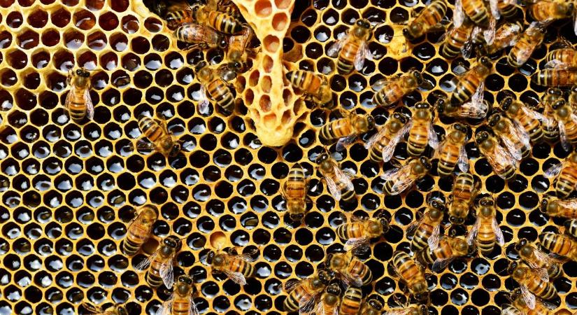 „Csak úgy ömlöttek ki belőle, mint egy horrorfilmben” – 60 ezer méh „lakott” egy kislány szobájának falában: azt hitte, szörnyeket hall