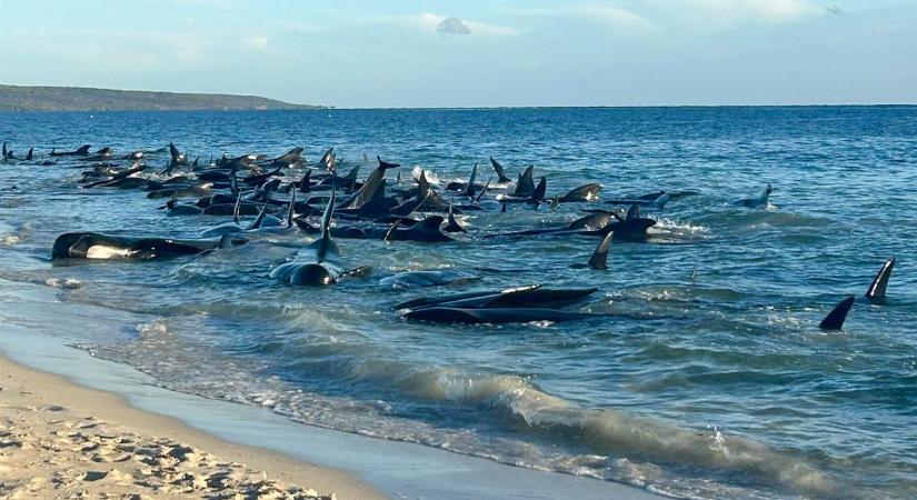 Több tucat delfin pusztult el Nyugat-Ausztráliában