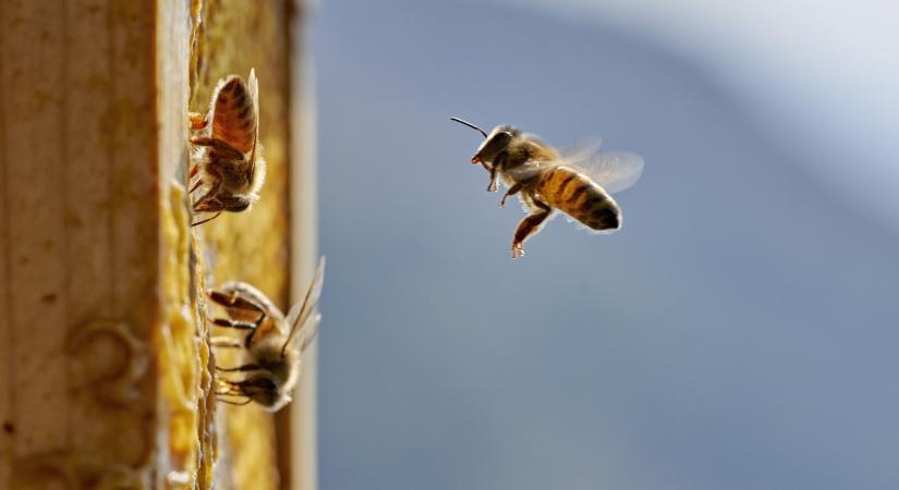 Szörnynek hitte, 60 ezer méhet találtak egy hároméves szobájában