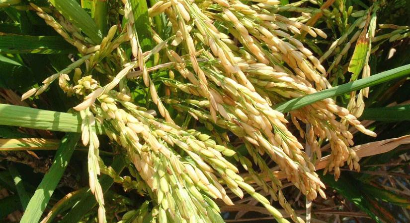 Betiltották a génmódosított rizs termesztését a Fülöp-szigeteken. És ez baj