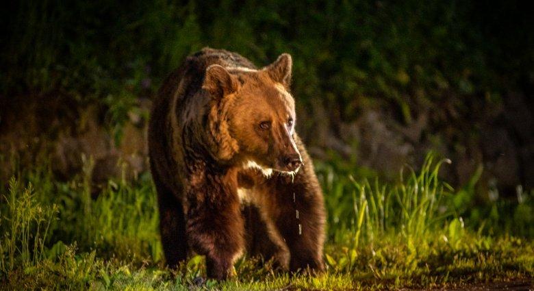 Újabb riasztás medve miatt Farkaslaka községben