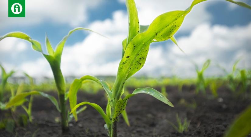 Gyors és tartós hatás egy kezeléssel a kukorica gyomirtásában