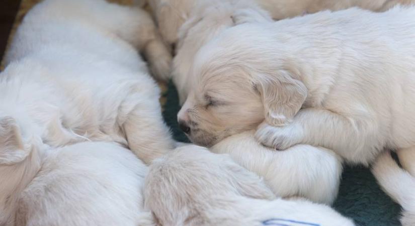 Döbbenetes színű kutyakölyök született Floridában: videó is készült róla