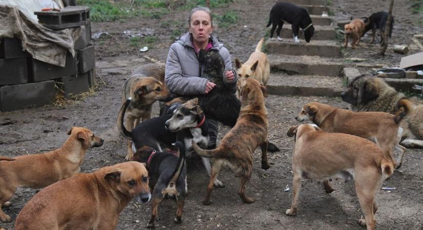 Nem tud több kutyát fogadni a Lyukó Tappancsai Állatvédő Egyesület