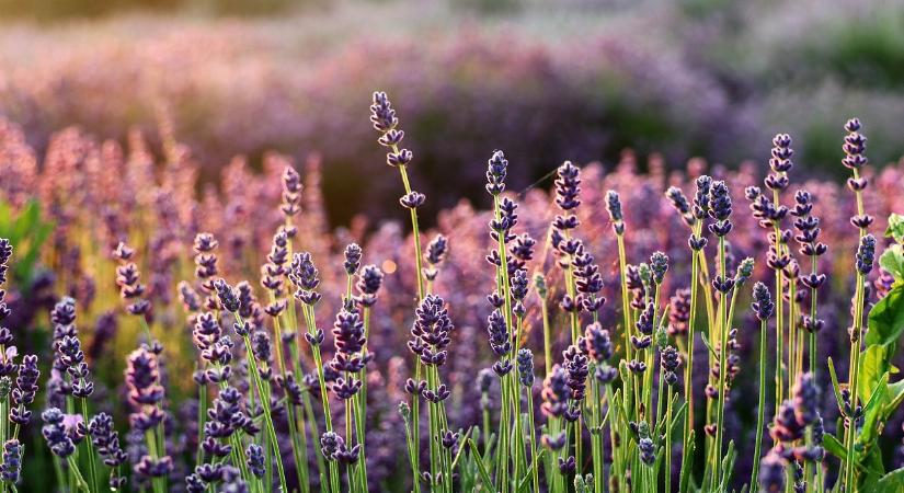 Ilyen egy aromaterápiás kert: Fiatalít, stresszoldó és lazít is