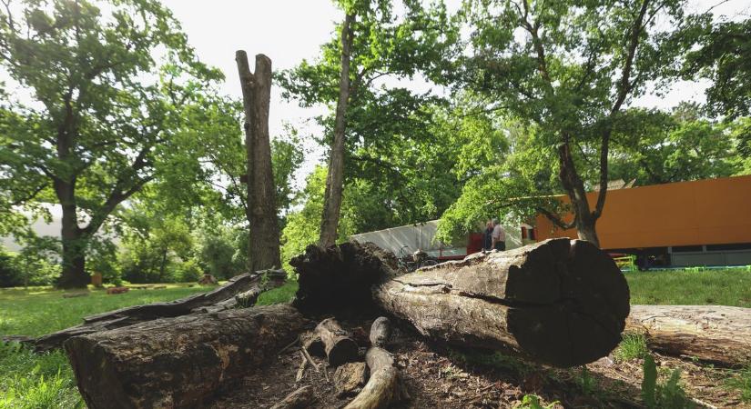 Több mint százéves fát kell kivágni a ligetben