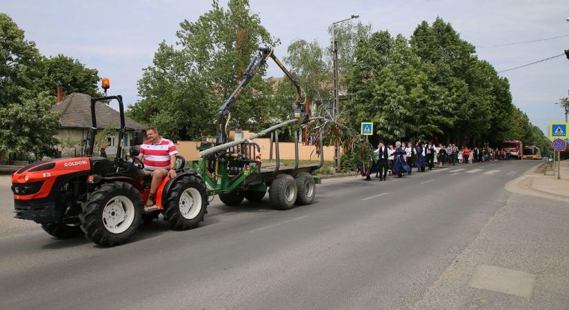 Traktorral vitték a májusfát a Piac térre