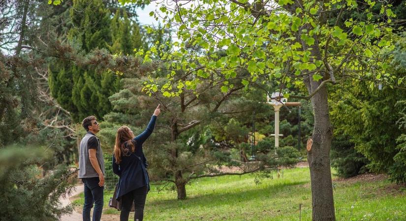 Hazánk nevezetes fáit bemutató kiállítás nyílik a badacsonyörsi Folly Arborétumban
