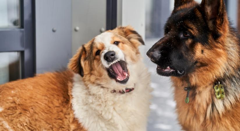 6 jel, hogy a kutyád féltékeny: így kezeld a problémát