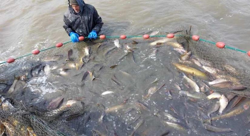 Megvolt a lehalászás a Pátkai-víztározón