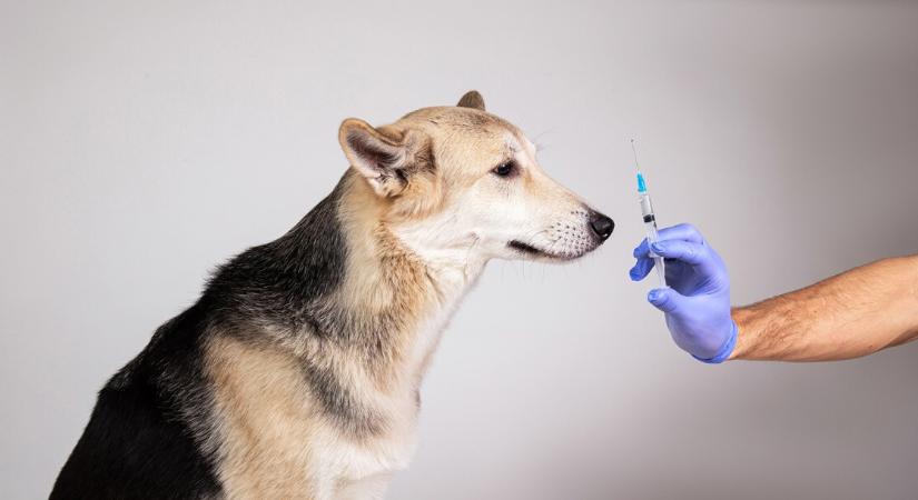 Szokatlan módon, kutyákon tesztelték az agydaganat elleni vakcinát