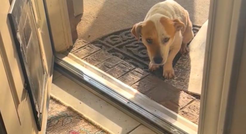 A félelem miatt nem mert bemenni a kutyus az új otthonába: aztán megolvadnak a szívek - Videó