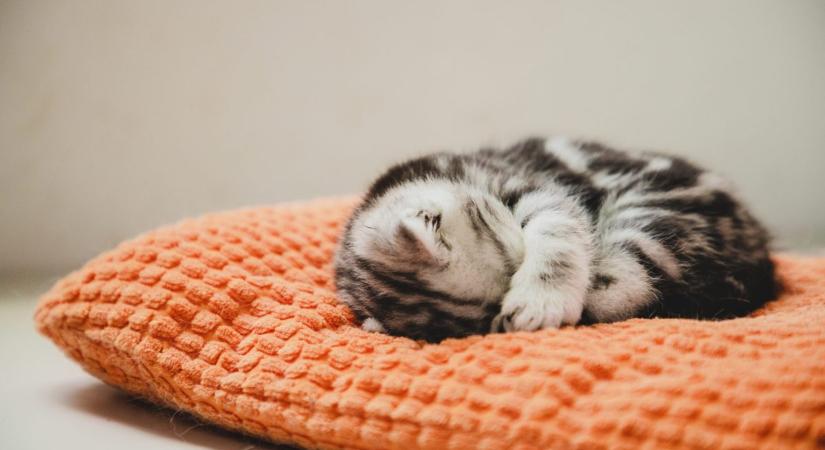 A te cicád is eltakarja az arcát alvás közben? Ezért csinálja