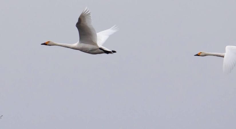 Újabb madárritkaság a Dél-Alföldön és annak kalandos története