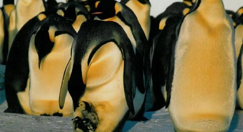 Komoly veszély fenyegeti a Föld legnagyobb pingvineit