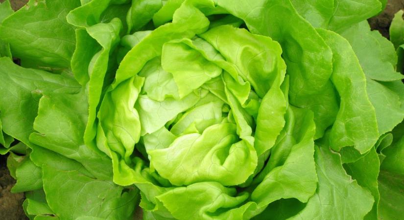 Általában elmegyünk mellette a piacon, mégis az egyik legerősebb szuperélelmiszer ez a zöldség
