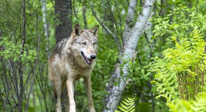 Az amerikai republikánusok szerint a szürke farkasok már nem szorulnak védelemre