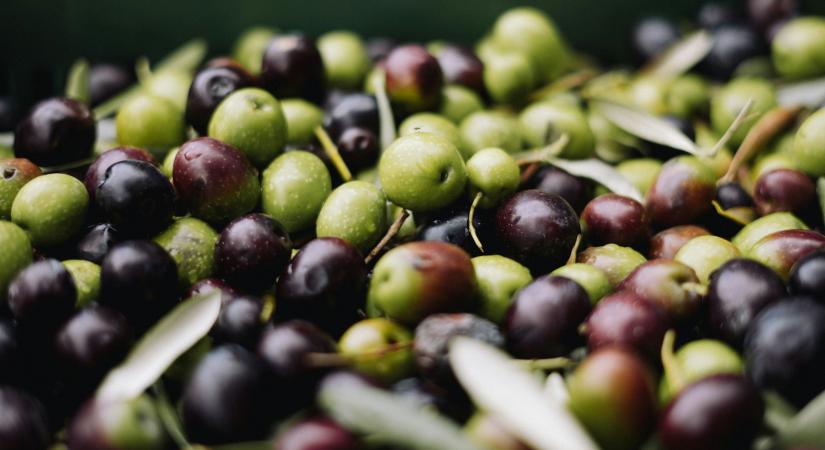 Olívaolaj-ipar: Szükség van a megújulásra a fenntarthatóság érdekében