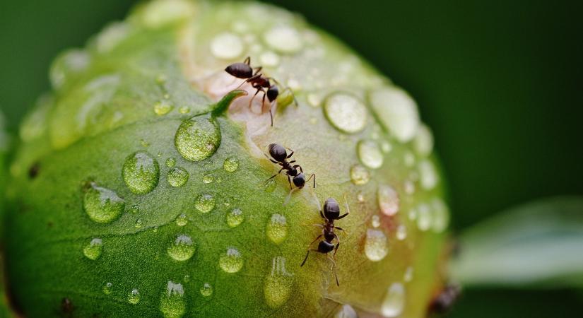 Hangya, tőzeglégy, levélatka vagy gombás fertőzés keseríti a kerti örömöket? Íme, a vegyszermentes megoldás!