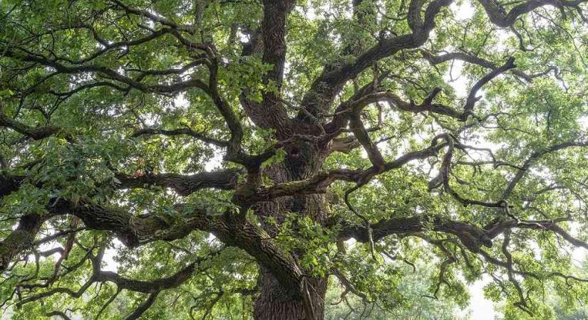 Milyen titkokat őriznek az ország legkülönlegesebb és legidősebb fái?