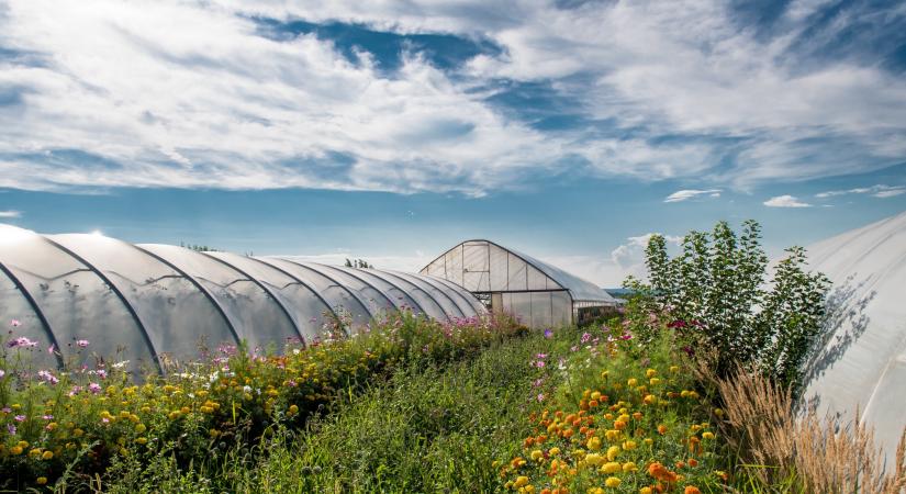 6 költséghatékony megoldás a gyönyörű üvegházi termés érdekében
