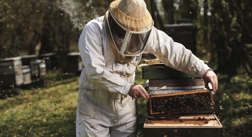 Méhesről méhesre – 40 éve a szakmában