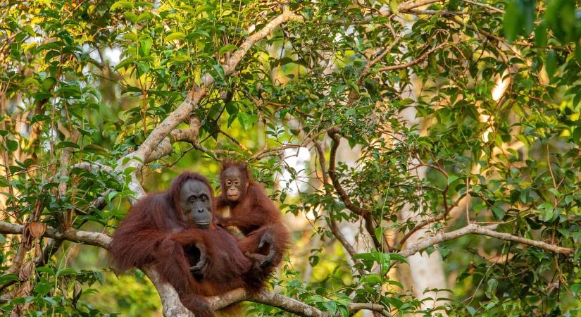 Orvostudomány orangután-módra?