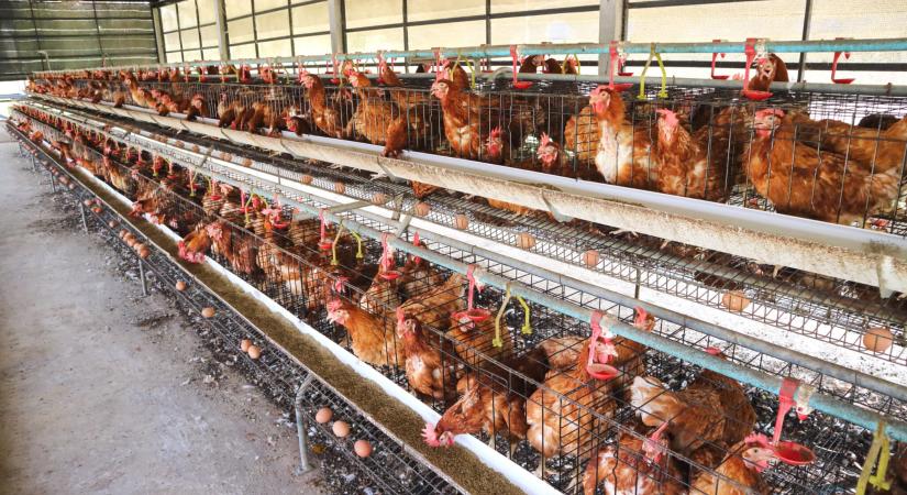 Siralmasak a legnagyobb élelmiszergyártó cégek állatjóléti irányelvei