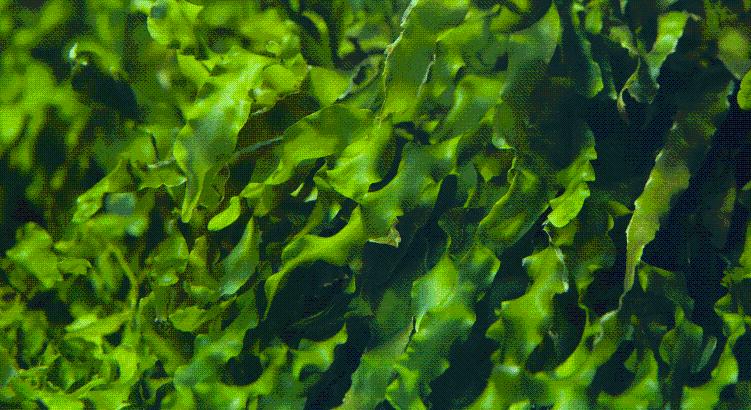 A tengeri alga lehet a jövő étele Európában – Hozzá tudna szokni?