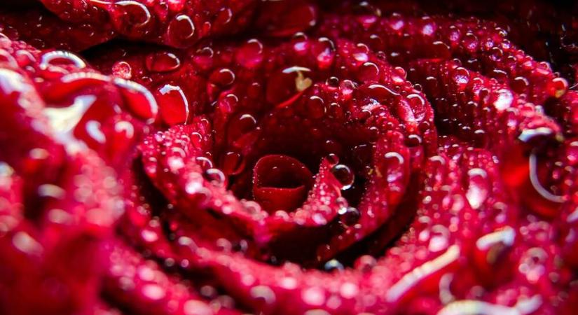 Anyák napja: a rózsa színe – Gyorstalpaló virágetikett