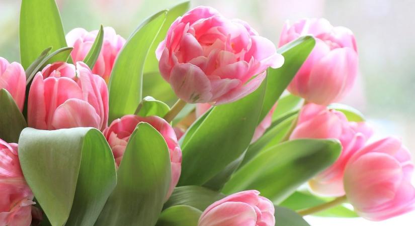 Mi a jelentése az 5 legnépszerűbb anyák napi virágnak?