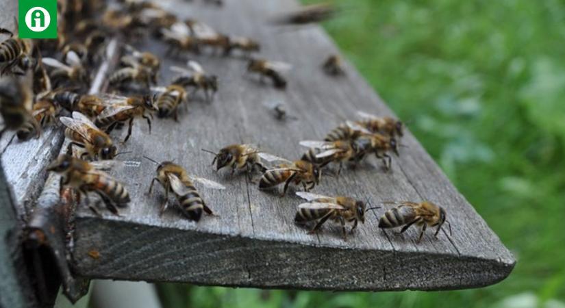 A méhek a sötétben is érzékelik a társaik táncát