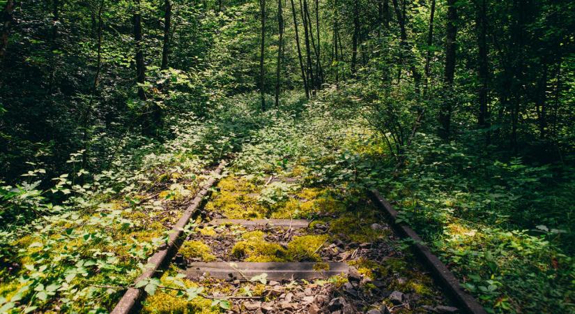 Megtalálták a szentesi nő feltételezett gyilkosát egy erdőben: már nincs életben