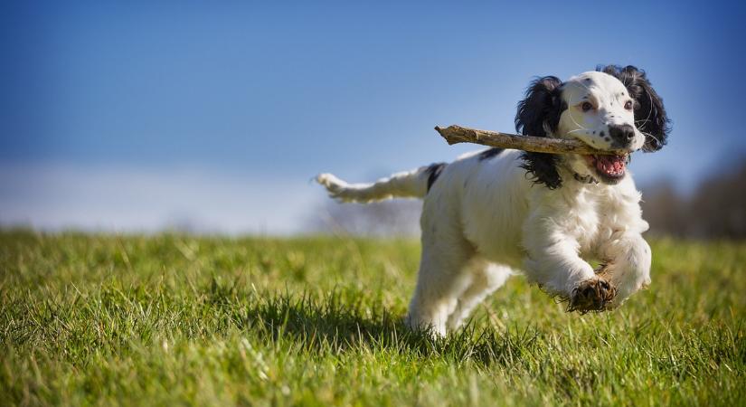 ELTE kutatás: viselkedésterápiával javítható a kutyák kognitív teljesítménye
