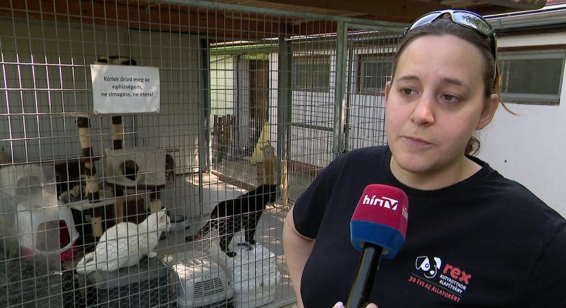 A felelős állattartásra hívja fel a figyelmet a Rex Kutyaotthon Alapítvány  videó