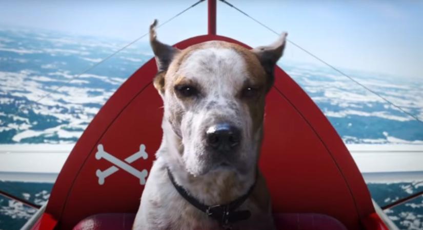 Látott már kutyákat repülni? A Microsoft ünnepi videójából ez sem maradt ki
