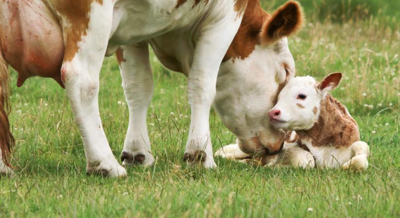 A nagyipari állattartásban egyetlen nap sem lehet anyák napja