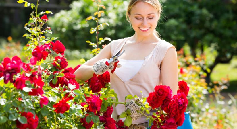 Ezek a tavaszi teendők segítenek, hogy rózsáid egészségesen pompázzanak egész nyáron